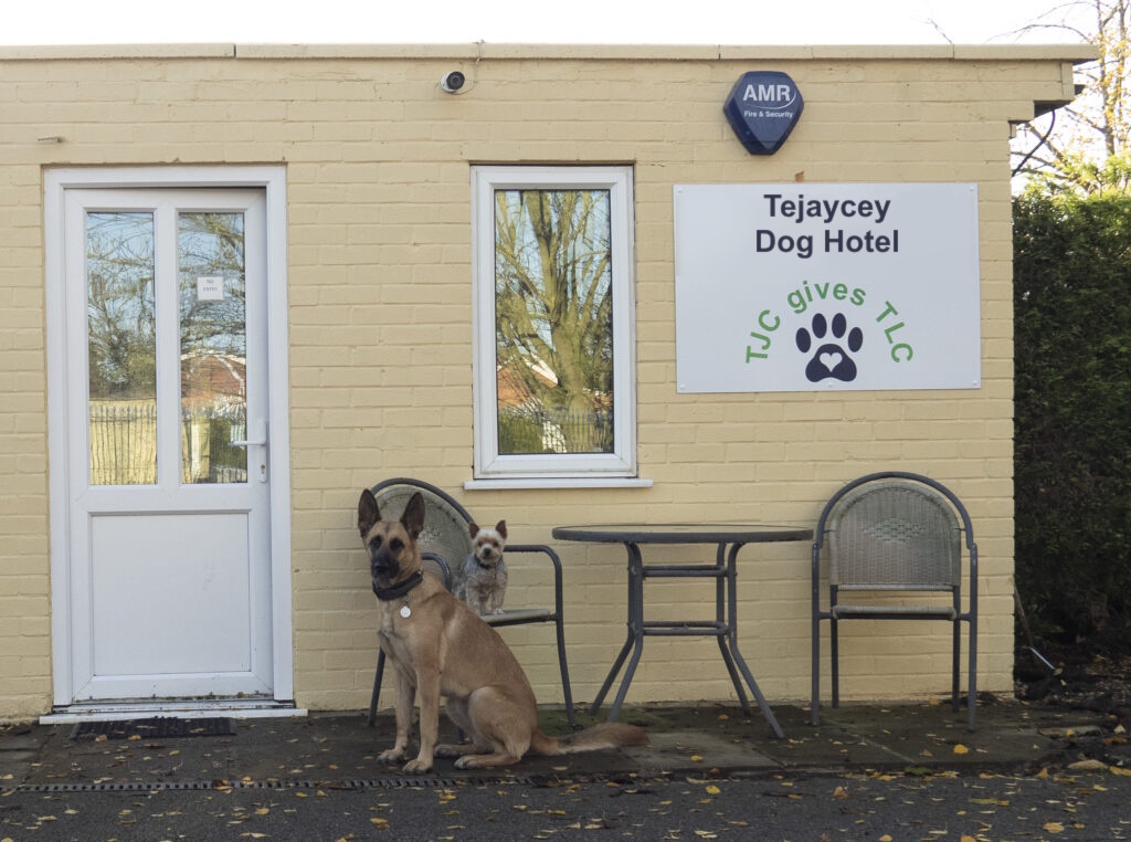 Two dogs sitting outside the kennels